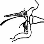 Horn Mouthpiece diagram